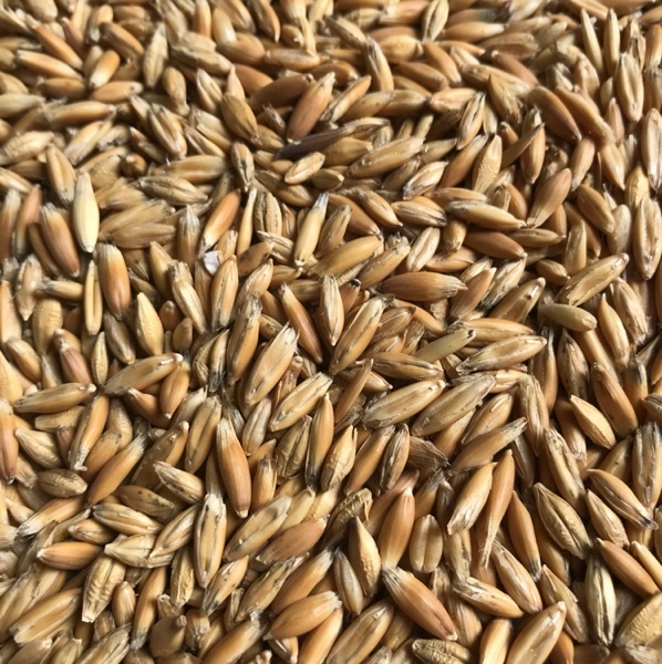 FEED Matika Oats For Sale Good Test Weights Grain & Seed